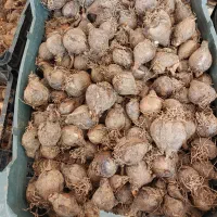 پیاز گل نرگس