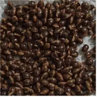 بذر آکاسیا ویکتوریا