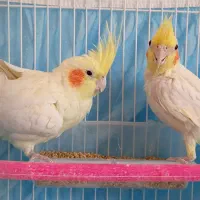 جفت عروس هلندی
