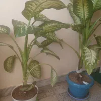 گل طبیعی دیفن