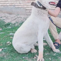 سالم و مرتب