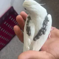 .... عروس هلندی دستی