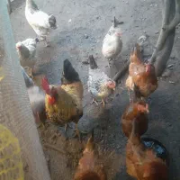 مرغ  و خروس  جوان تازه تخم اومدن