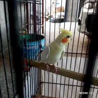عروس هلندی بالغ جفت
