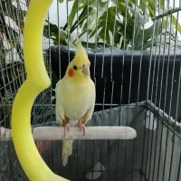 عروس هلندی نر