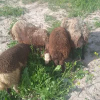 میش بره دار