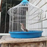 جوجه سره خاکی