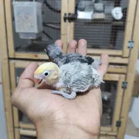 کوتوله طوطی برزیلی پابلو سرلاکی