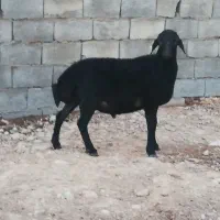 شیشک قوچ هموزیگوت درجه یک