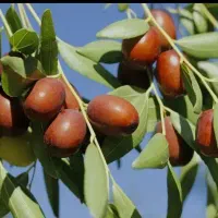 عناب پیوندی
