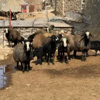 10 راس گوسفند با بره