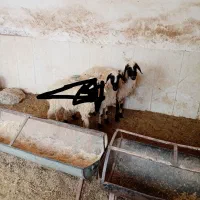بره ماده سبک
