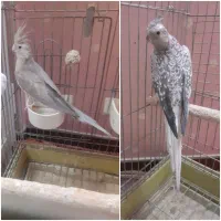 عروس هلندی ماده
