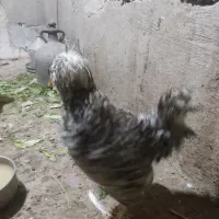 خروس سلطان