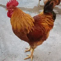 دو عدد خروس