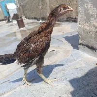 جوجه لاری