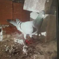 کبوتر|پرنده|مشگین شهر, |دیوار