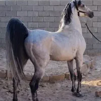 اسب نریان کرد