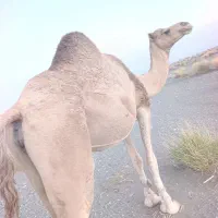 سلام یک عدد شتر