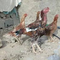 لاری|حیوانات مزرعه|خرم‌آباد, |دیوار