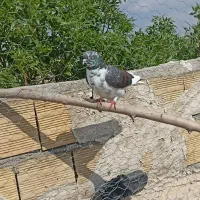 دوتاش اوچان