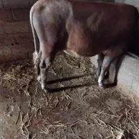 گاو