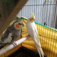 فروش سه عدد عروس هلندی