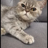 فروش گربه Exotic Shorthair
