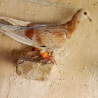 کبوتر هفت رنگ خطی اصیل  فروش