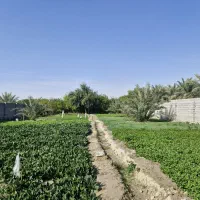 سبزی  خورشتی  آب‌پز شده