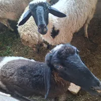 کهره نر وماده وبز|حیوانات مزرعه|رفسنجان, |دیوار