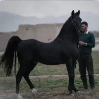 اسب نریان مشکی