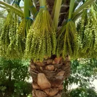 نخل|خدمات باغبانی و درختکاری|شادگان, |دیوار