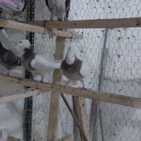 جفت نیومده طوقی