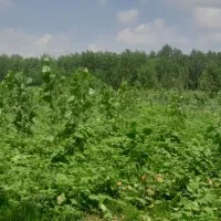 زمین باغی ۱۷۳۱ متری