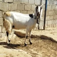 پازن پاکستانی بز