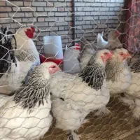 مرغ و خروس برهما