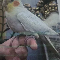 عروس هلندی گمشده