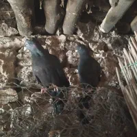 کبوتر|پرنده|دهدشت, |دیوار