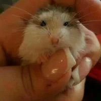 انواع نژاد همستر کوتوله