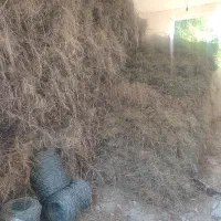 گیاه|گل و گیاه طبیعی|میناب, |دیوار
