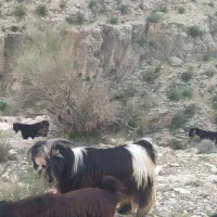 پازن چبش دوبر کهره نر بز شهر کردی