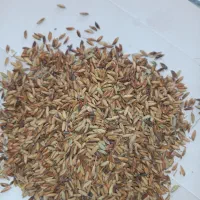 چلتوک|خدمات باغبانی و درختکاری|گتوند, |دیوار