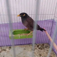 مرغ مینا سخنگو