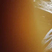 فروش یک راس بره