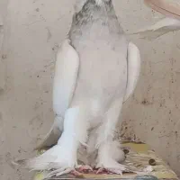 طوقی