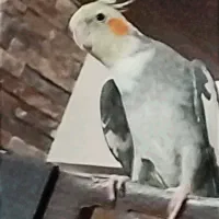 پرنده عروس نر با قفس