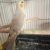 طوطی