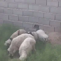 گوسفند