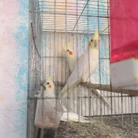 ۳جفت طوطی عروس مولد همراه با حوجه